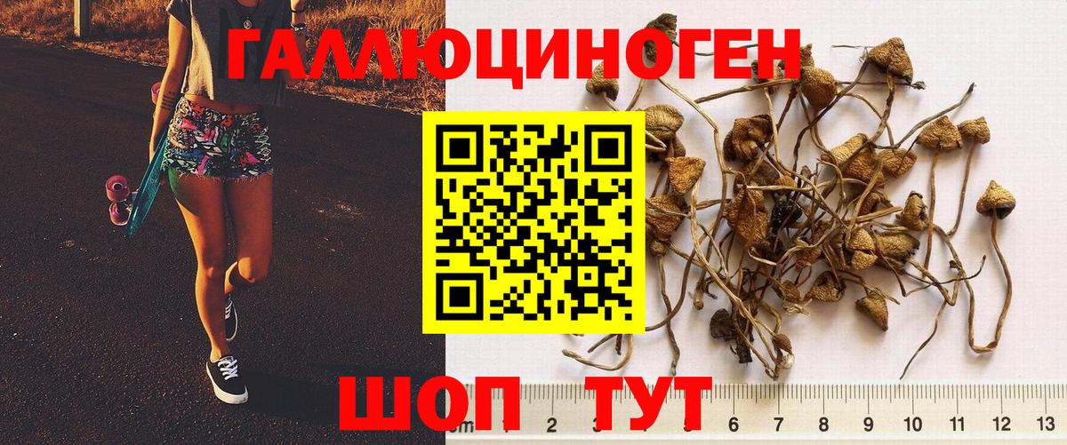 Псилоцибиновые грибы Psilocybe  Псилоцибиновые грибы мицелий  Крымск  Вход с VPN 